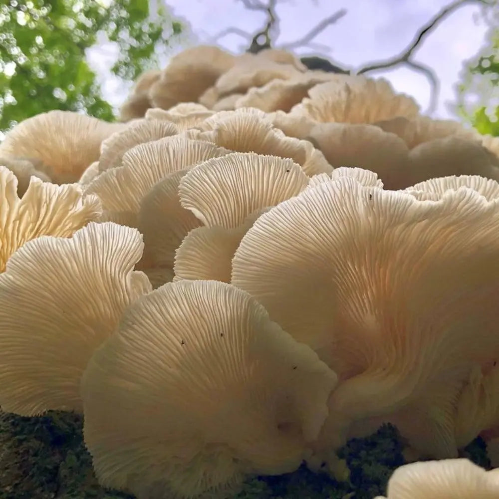 Aspen Oyster Wild Strain.  Mycotopia