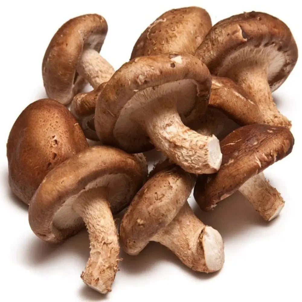 Australian Shiitake Mushroom.  Mycotopia