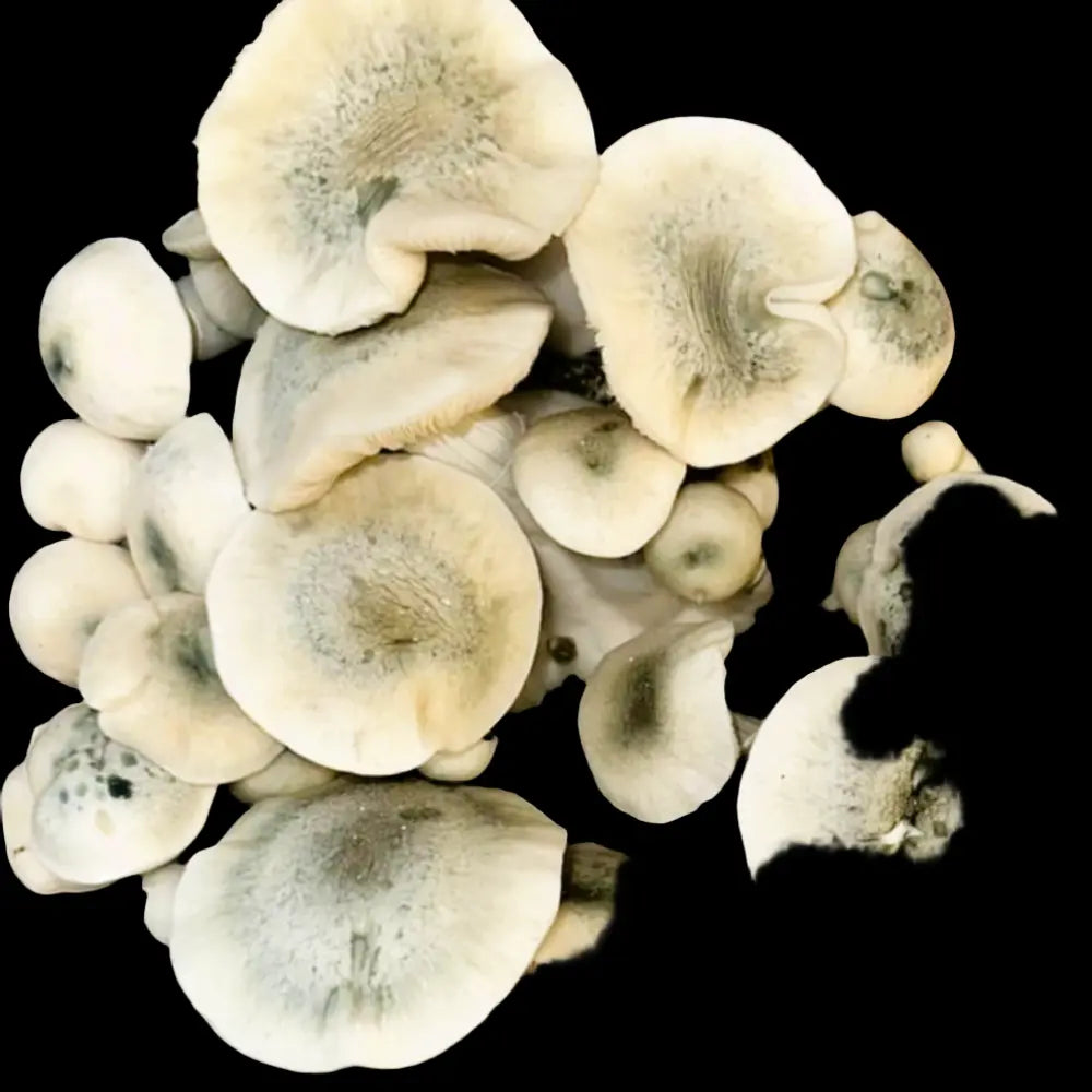 B - Mushroom.  Mycotopia