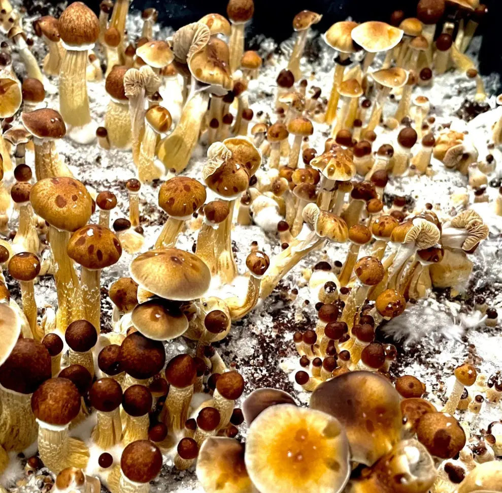 Ban Huan Thanon Mushroom  Mycotopia