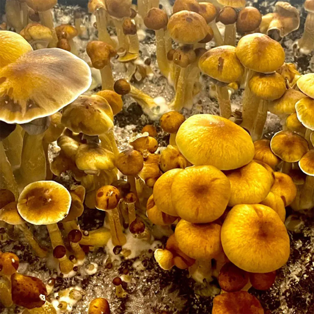 Ban Huan Thanon Mushroom  Mycotopia