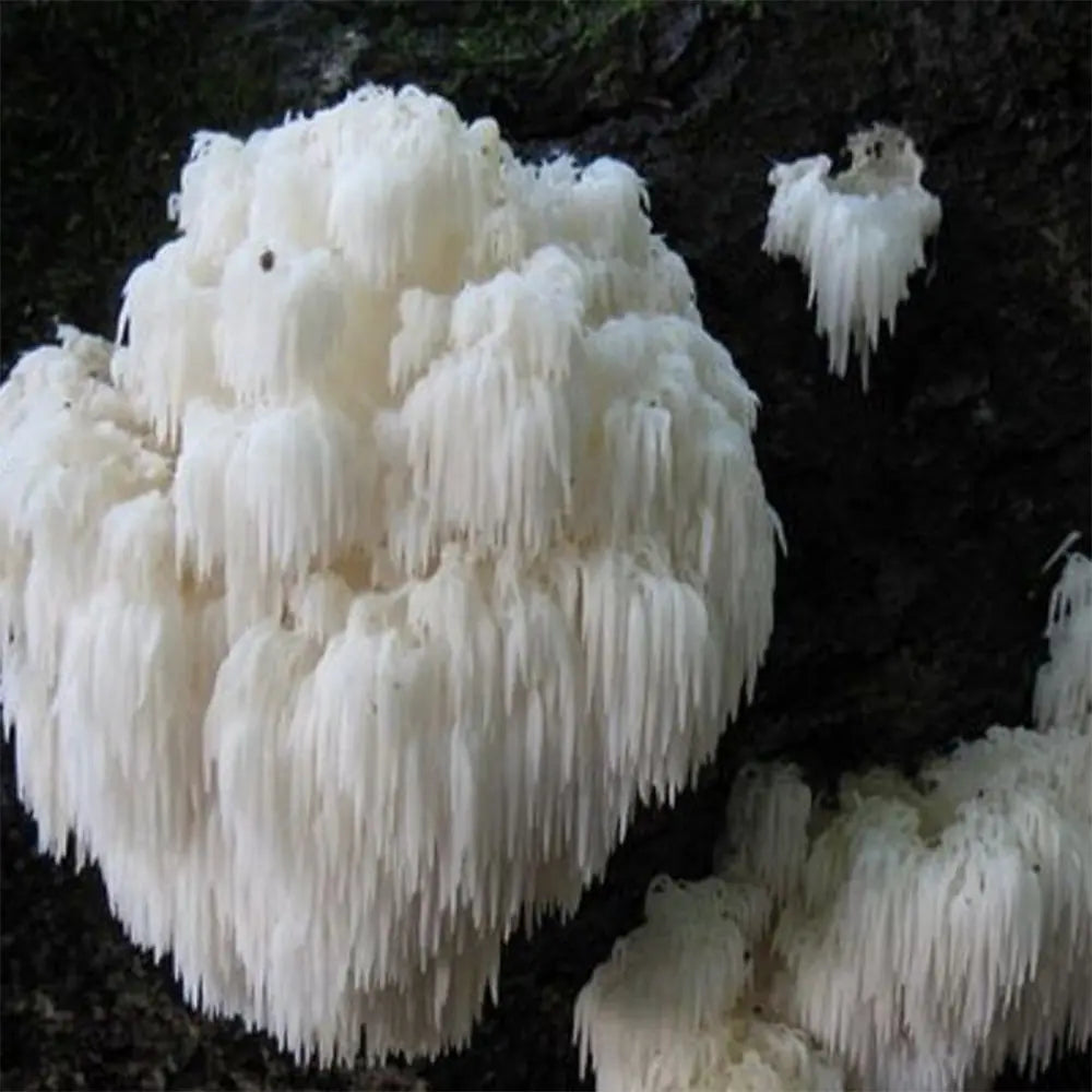 Bear's Head Mushroom  Mycotopia