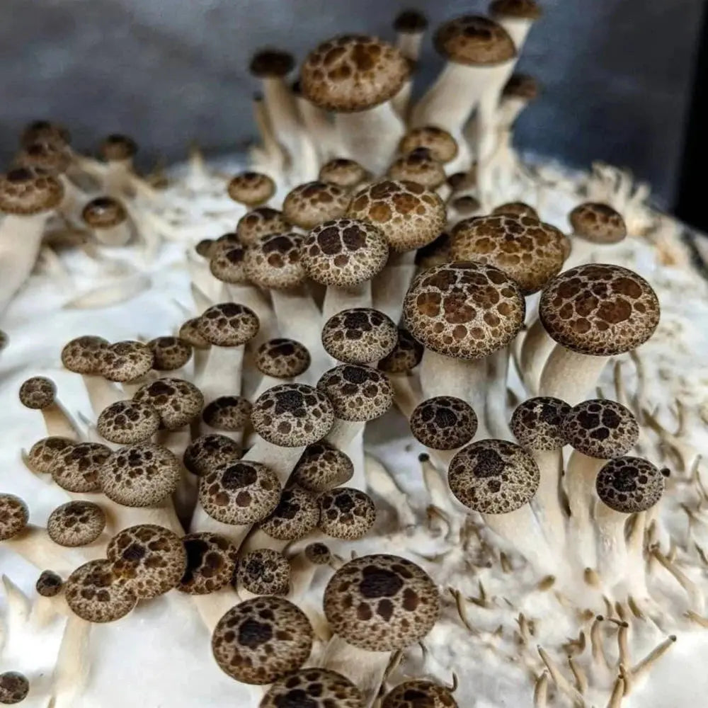 Beech Turtle Shell Mushroom.  Mycotopia