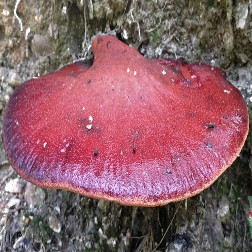 Beefsteak Mushroom  Mycotopia