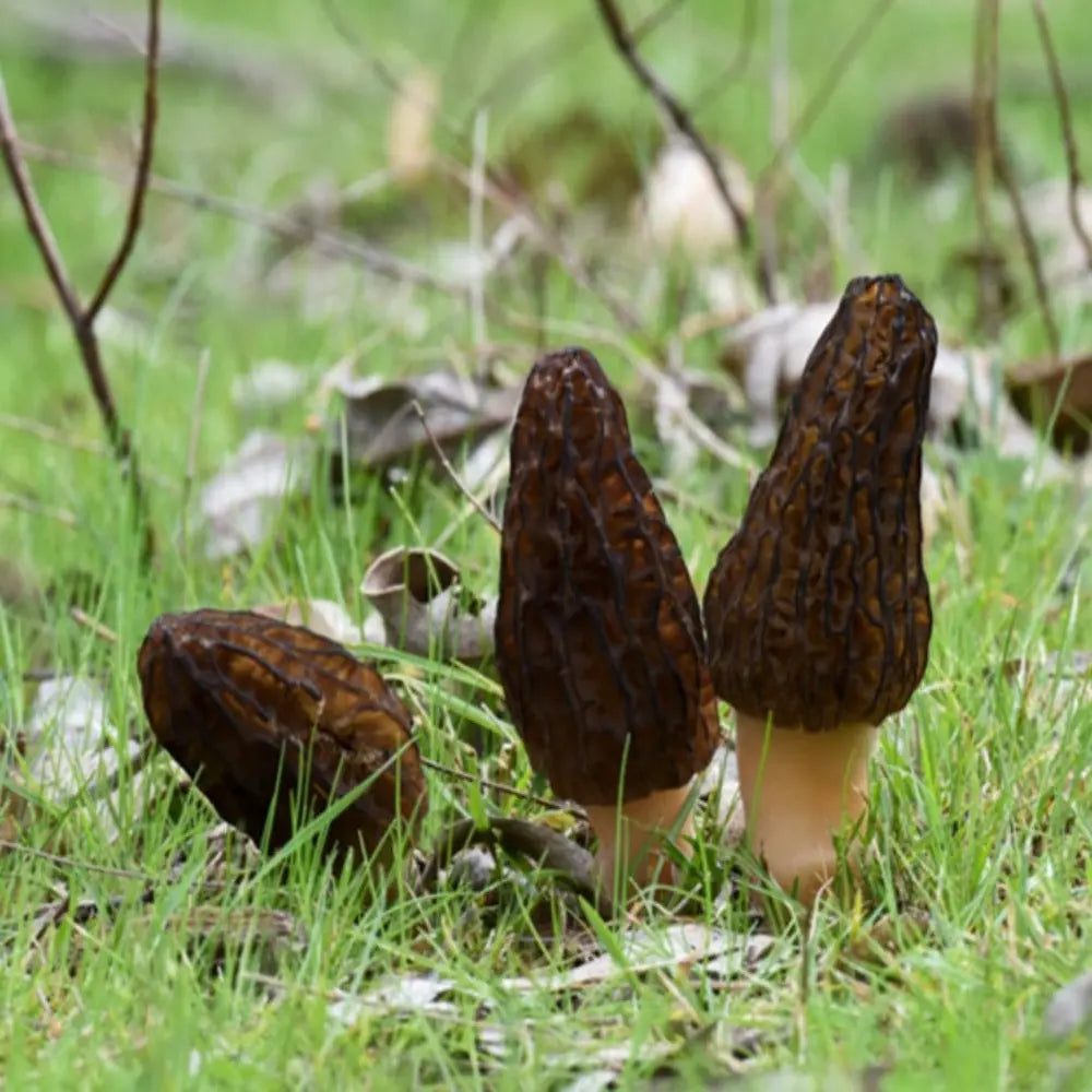 Australian Black Morel Mushroom  Mycotopia