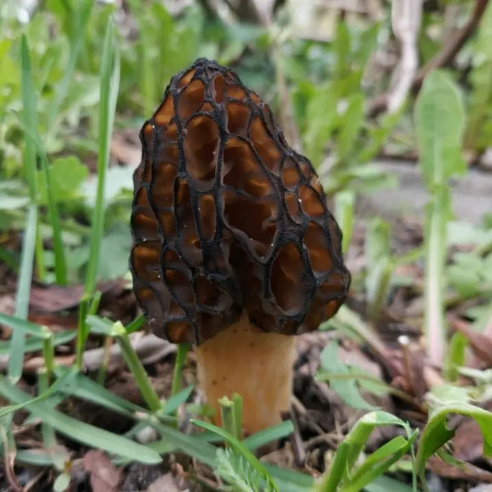 Black Morel Mushroom  Mycotopia