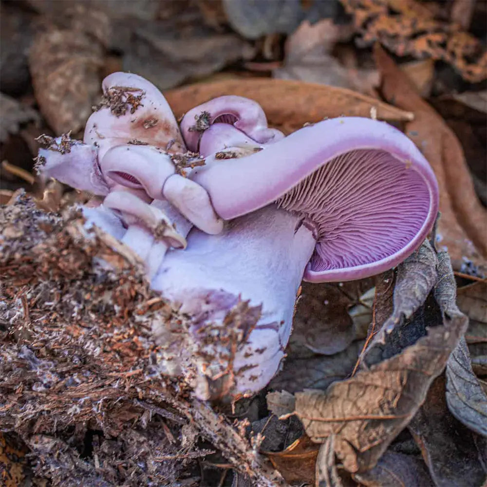 Blewit Mushroom  Mycotopia