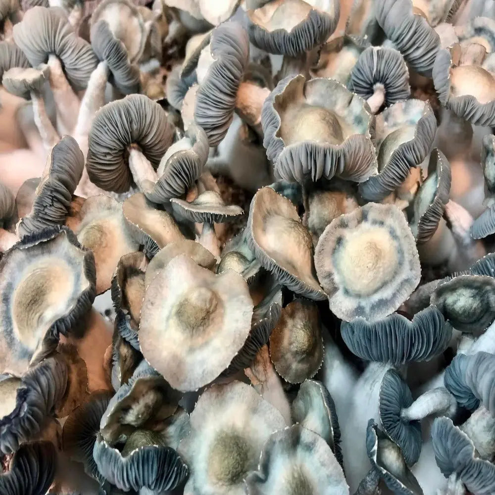 Blue Ghost Mushroom.  Mycotopia