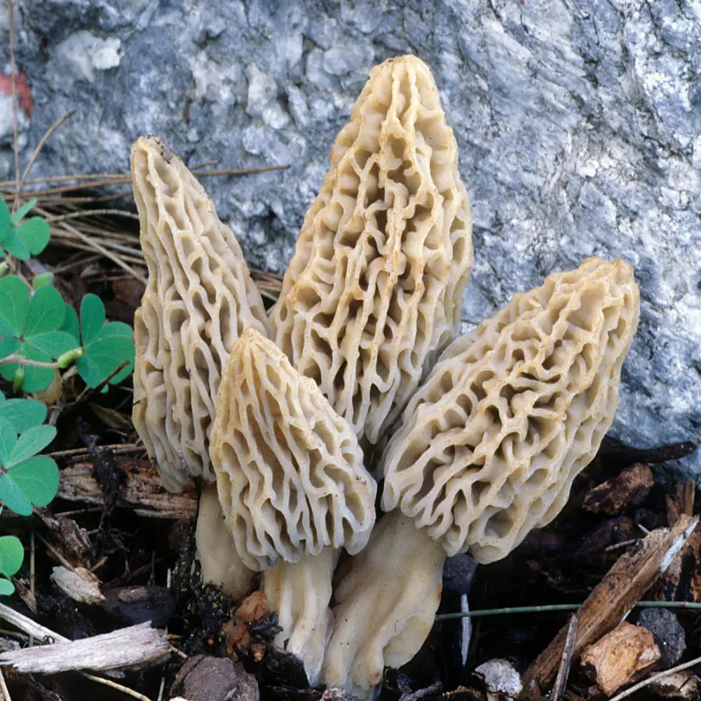 Blushing Morel Mushroom  Mycotopia