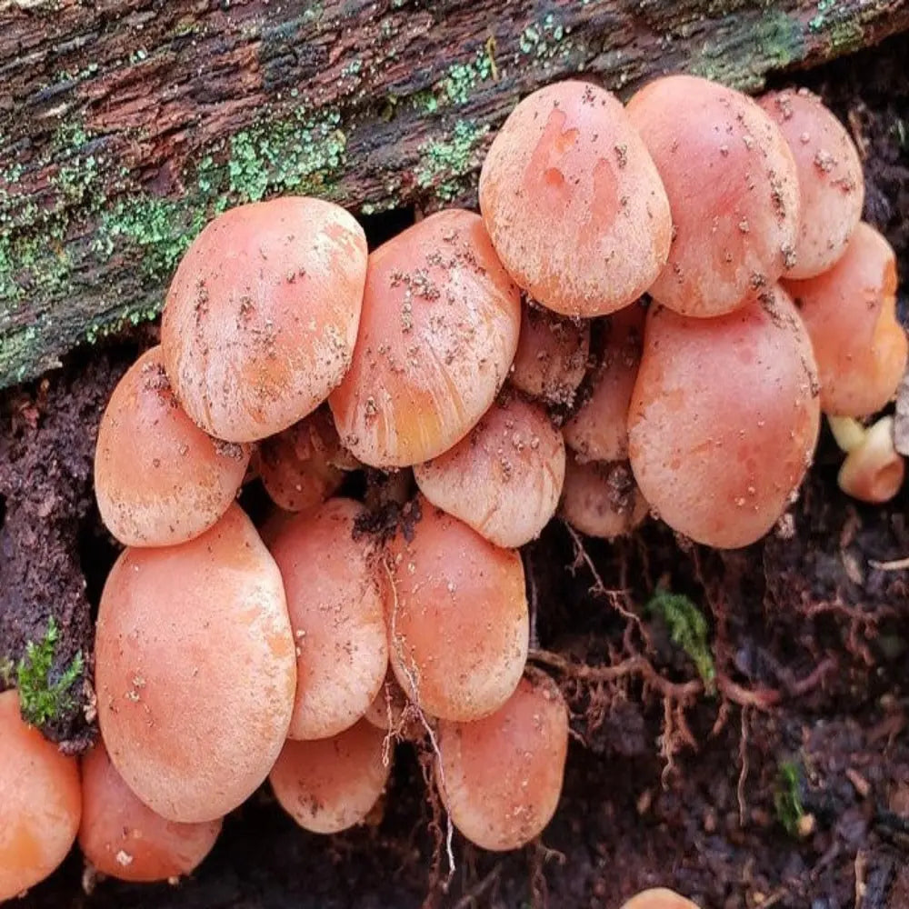 Brick Cap Mushroom  Mycotopia