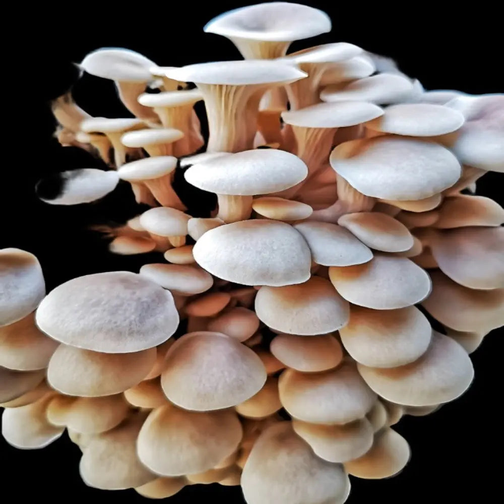 Brown Oyster Mushroom.  Mycotopia