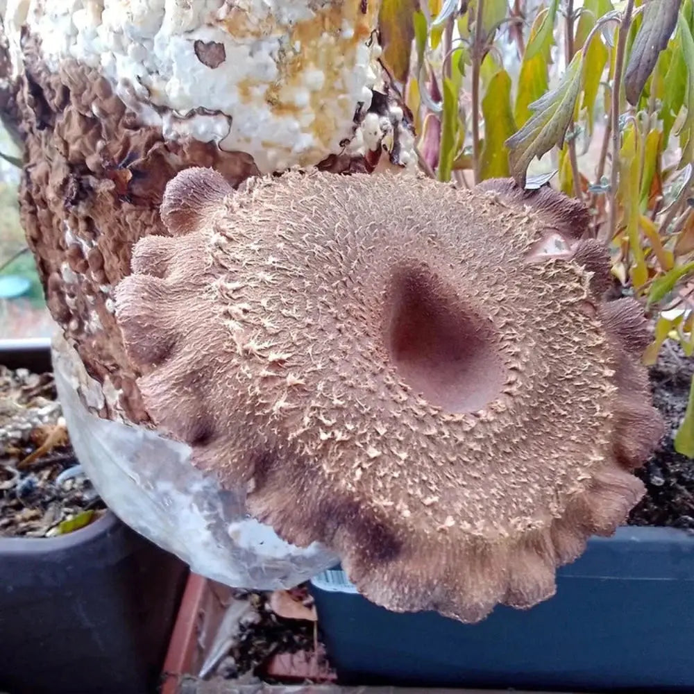 Bush Shiitake Mushroom.  Mycotopia