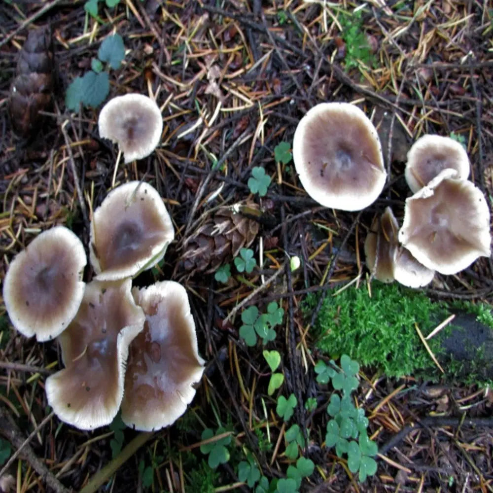 Buttercup Mushroom  Mycotopia