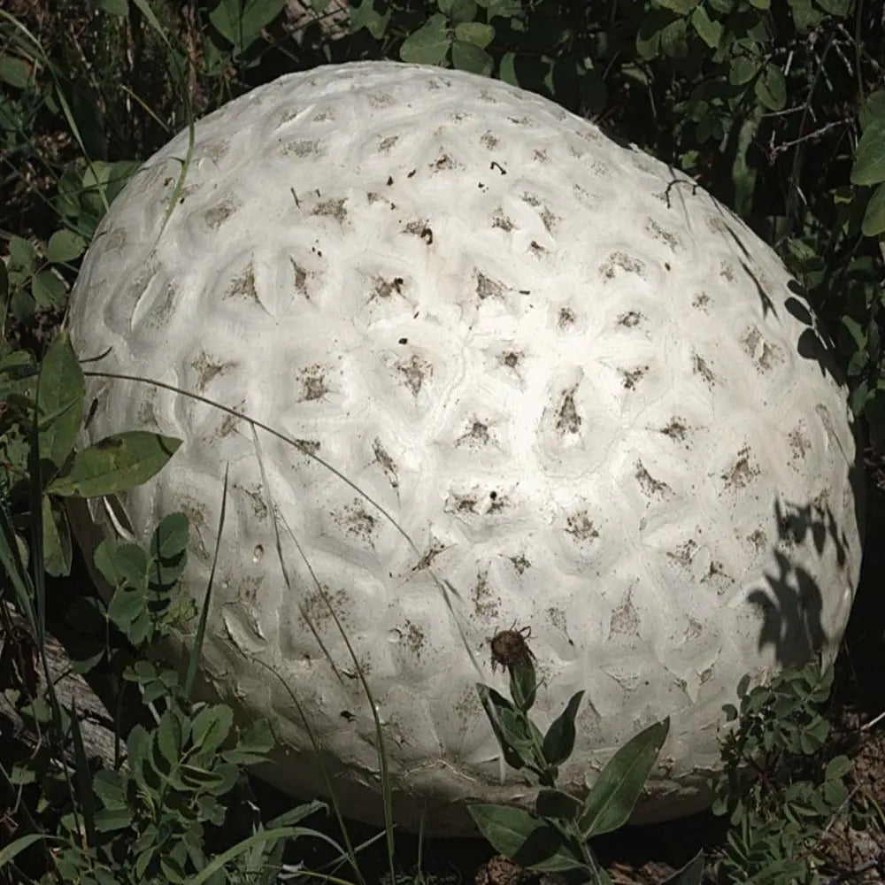 Giant Puffball Mushroom  Mycotopia