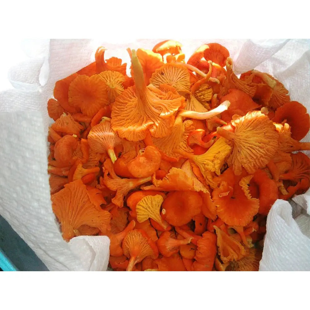 Red Chanterelle Mushroom  Mycotopia