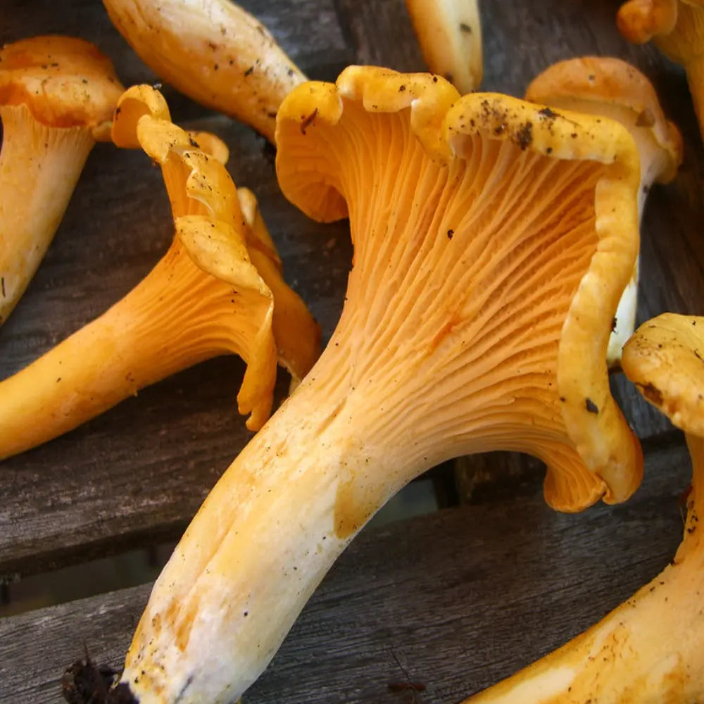 Golden Chanterelle Mushroom.  Mycotopia