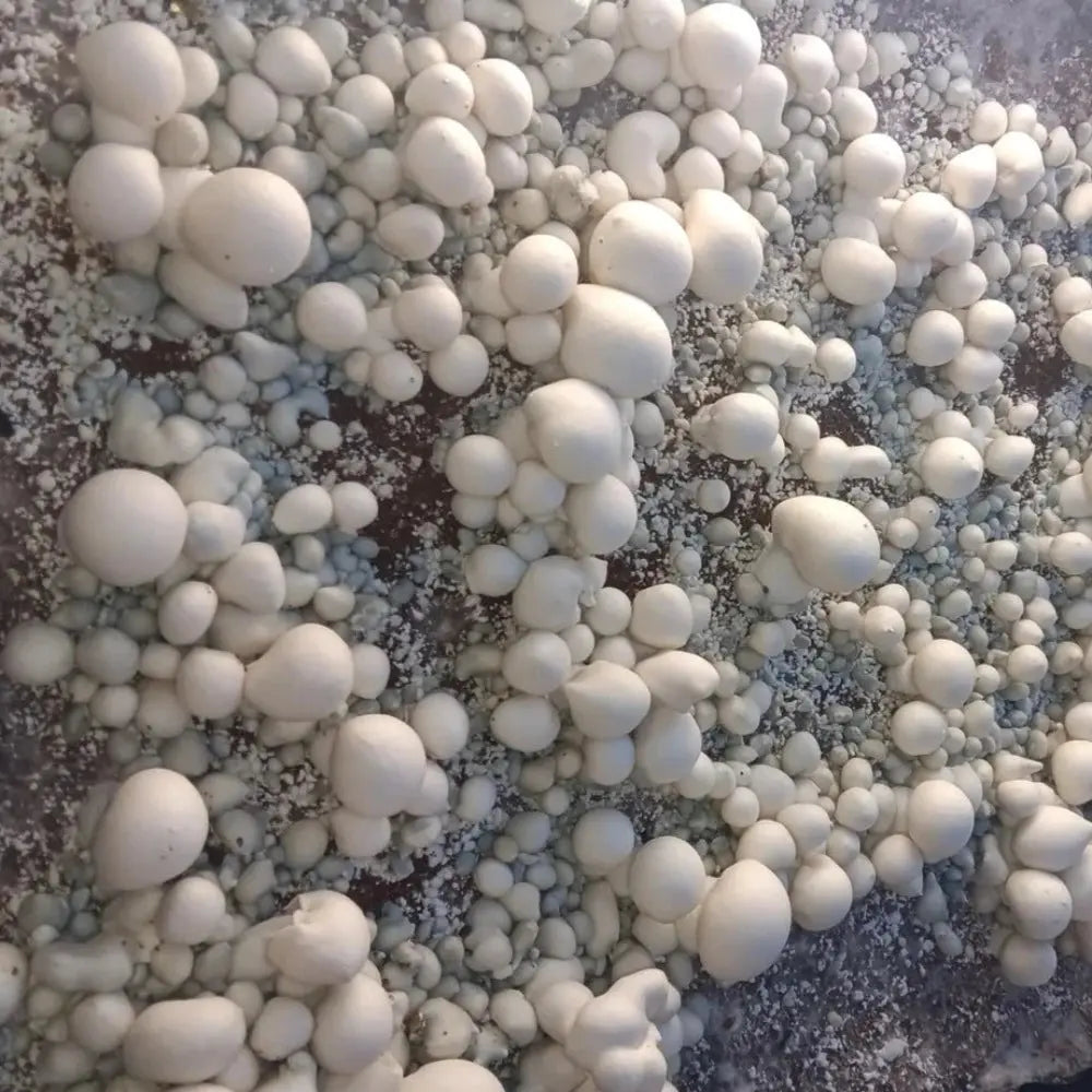 Casper Fatty Boys Mushroom.  Mycotopia