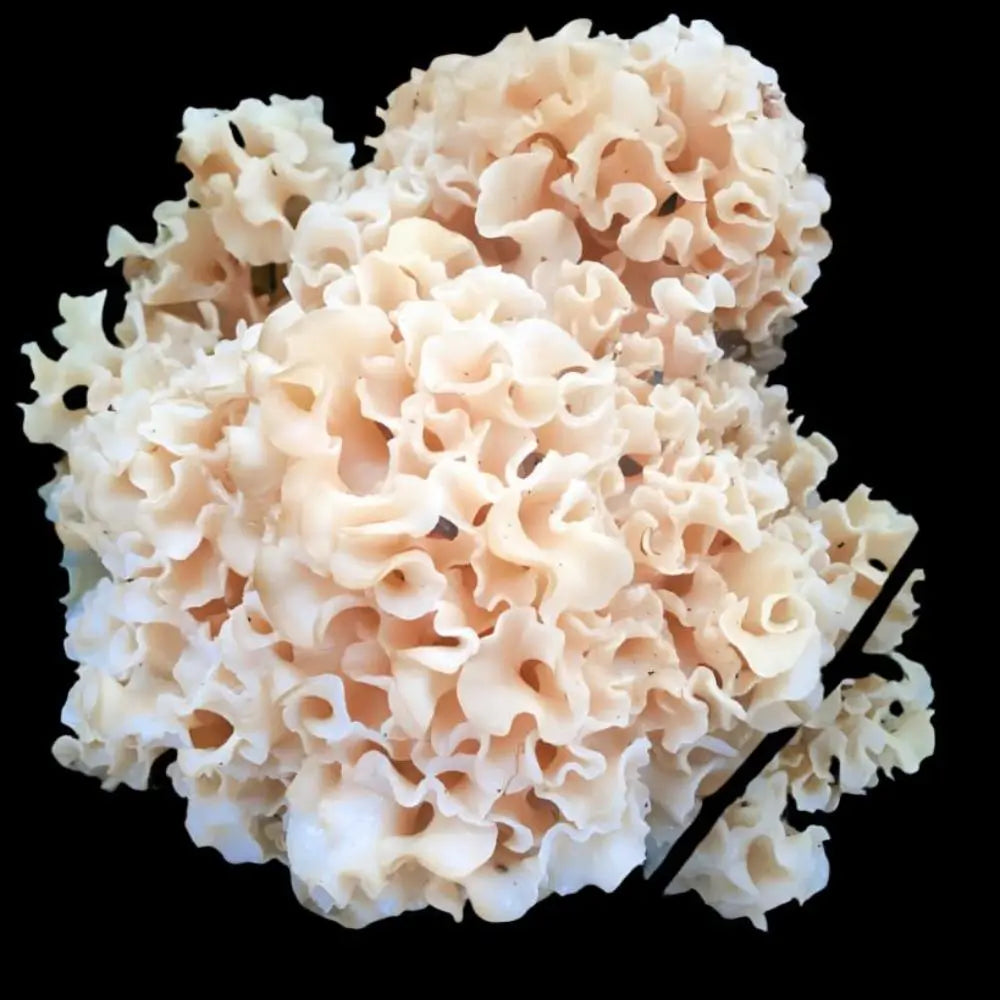 Cauliflower Mushroom.  Mycotopia