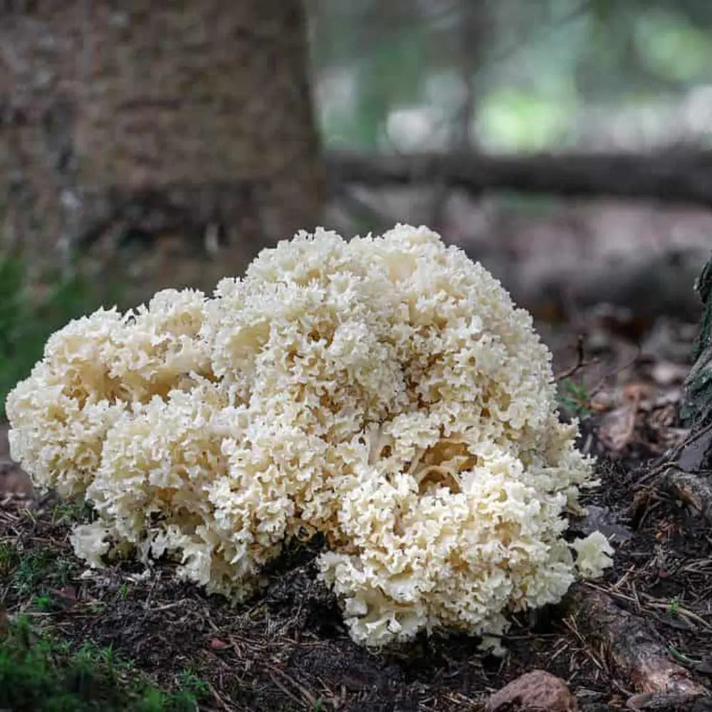 Cauliflower Mushroom.  Mycotopia