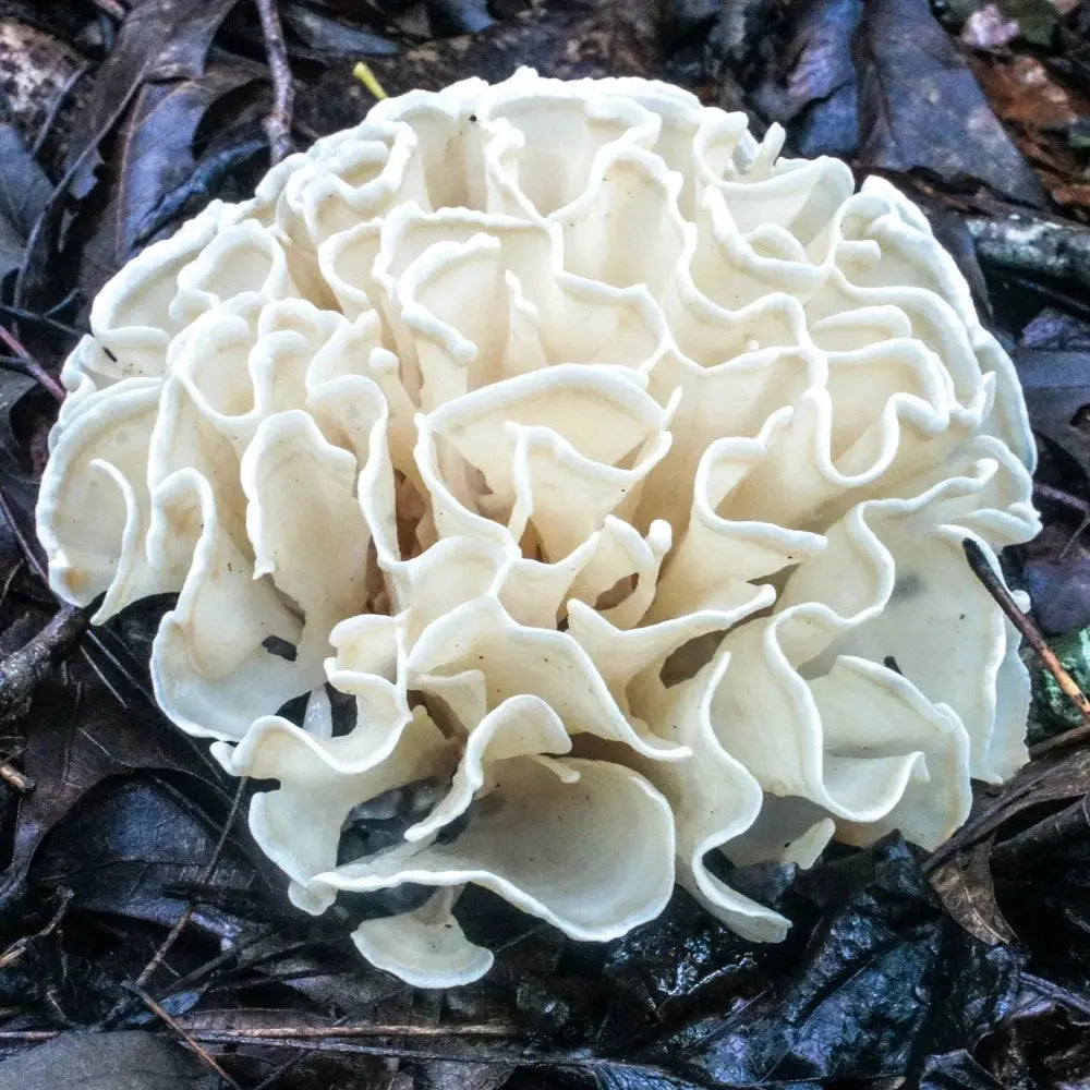 Cauliflower Mushroom.  Mycotopia