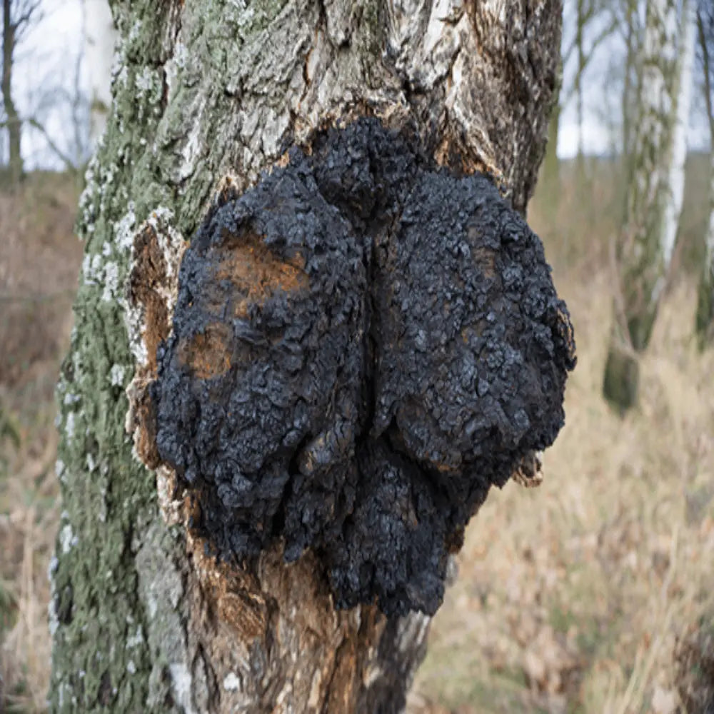 Chaga Mushroom  Mycotopia