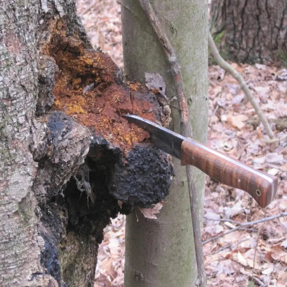 Chaga Mushroom  Mycotopia