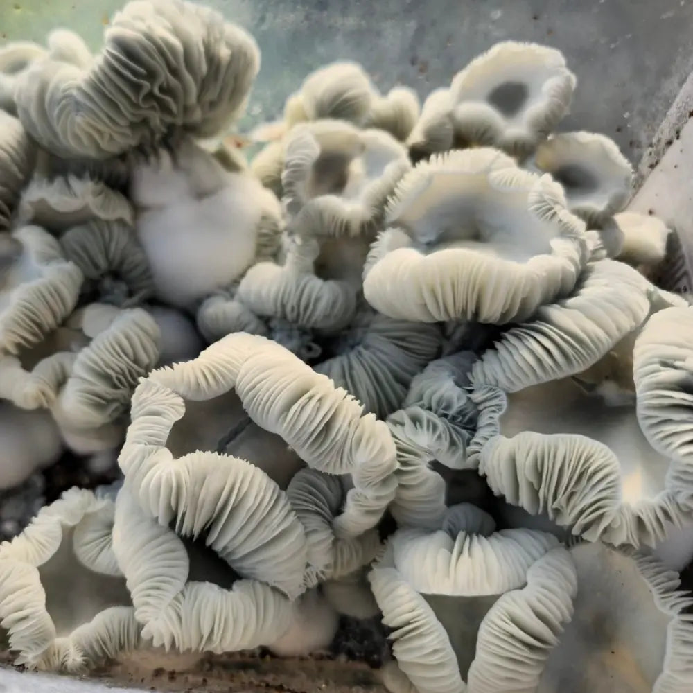 Cherub Mushroom  Mycotopia