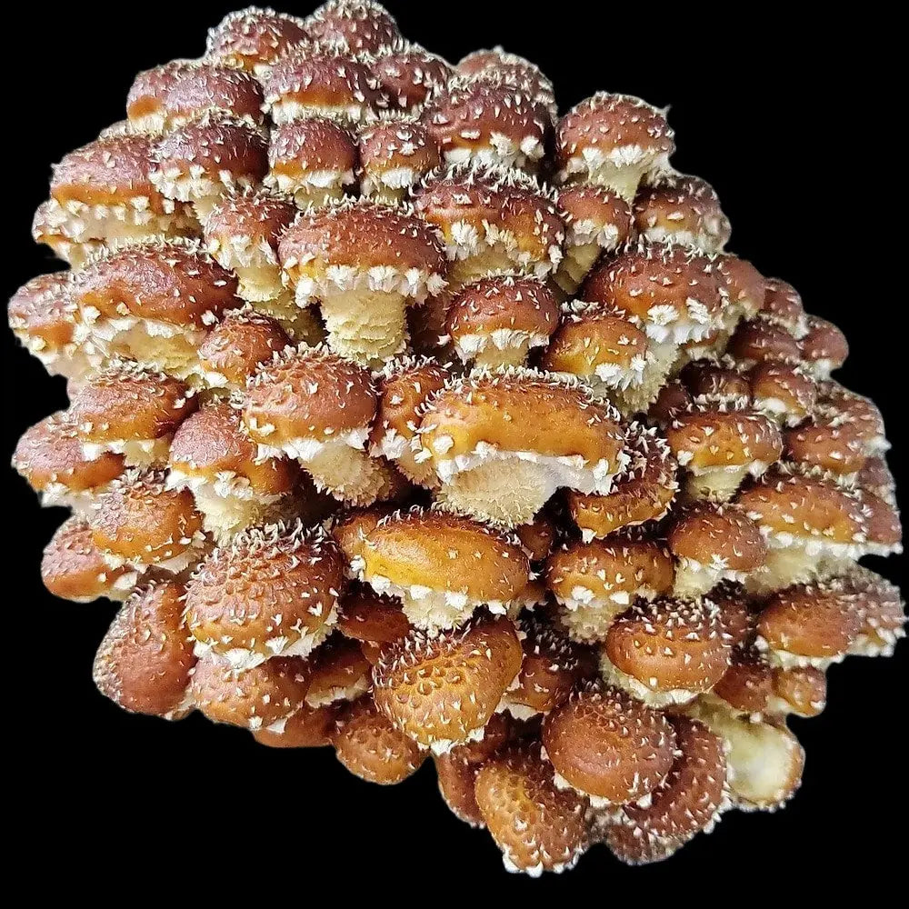 Freckled Chestnut Mushroom  Mycotopia