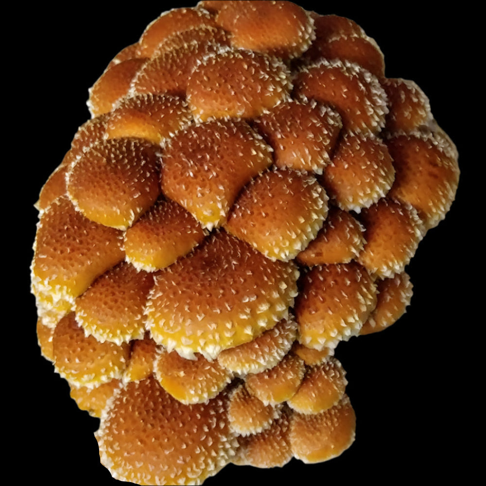 Chestnut Mushroom.  Mycotopia