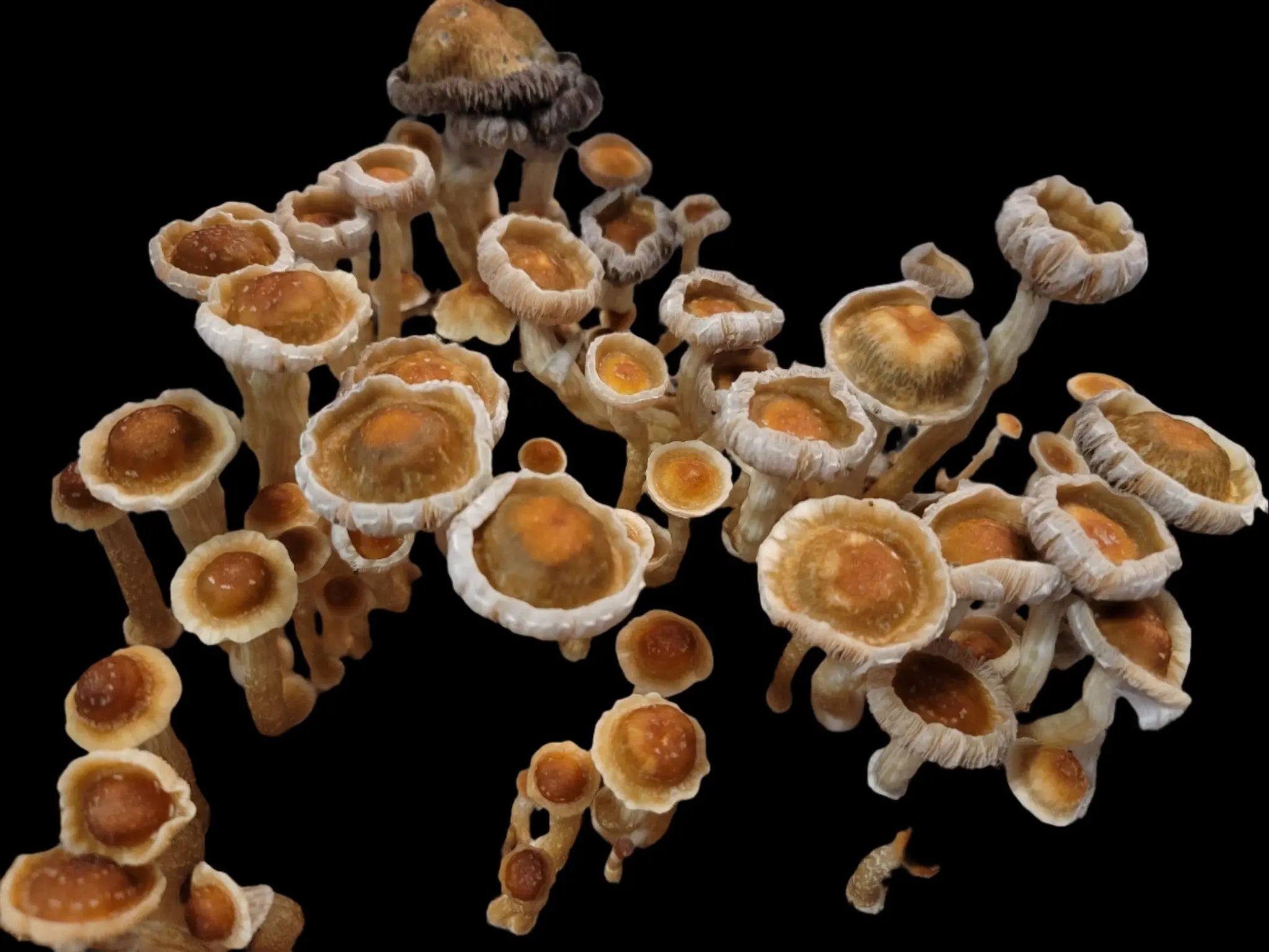 Chupacabra Mushroom  Mycotopia