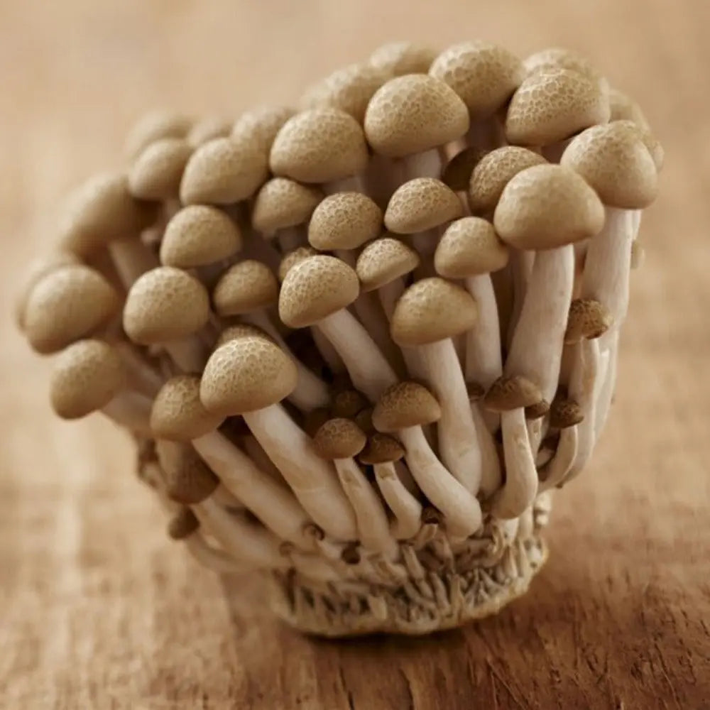 Beech (Brown) Mushroom  Mycotopia