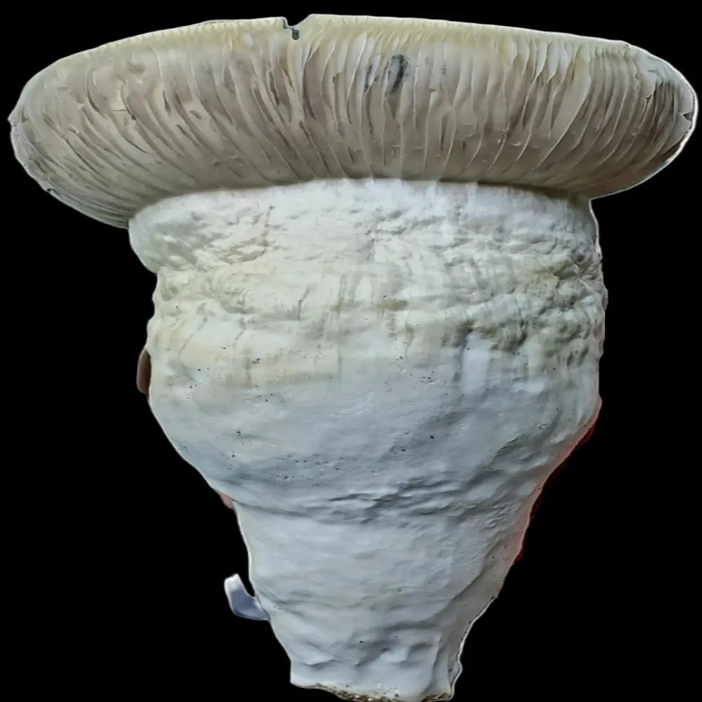 Country Cock Mushroom.  Mycotopia