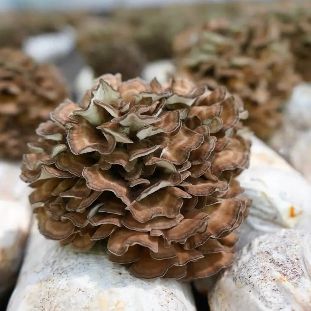 Dancing Hens Mushroom  Mycotopia