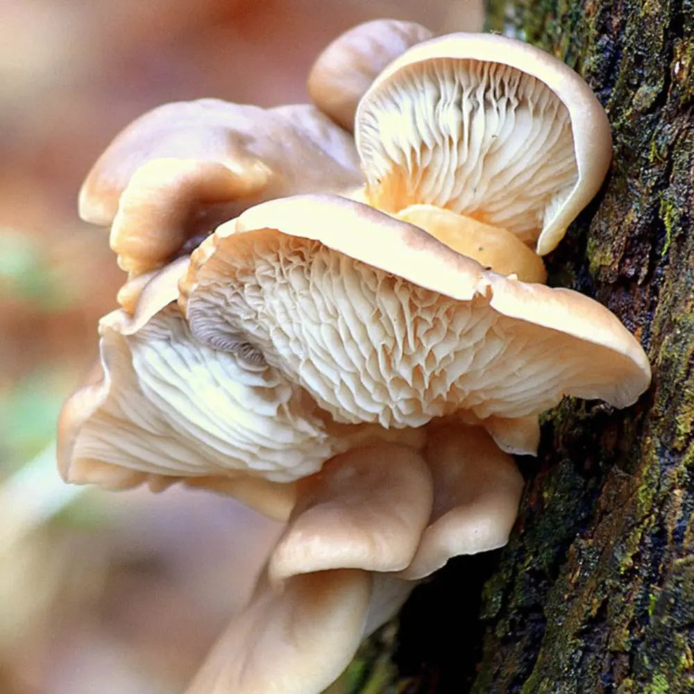 Hawk's Hallow Oyster (MA Wild strain) Mushroom  Mycotopia