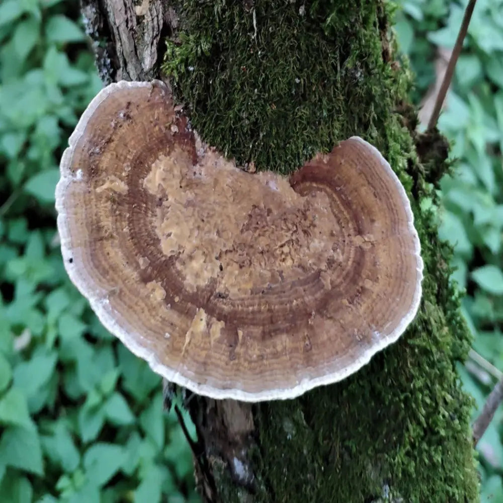 Blushing Bracket Mushroom  Mycotopia