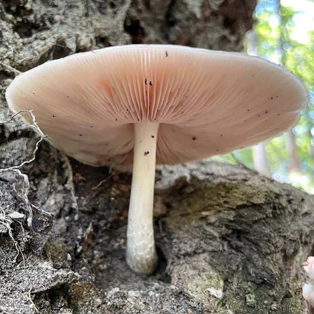 Deer Mushroom.  Mycotopia