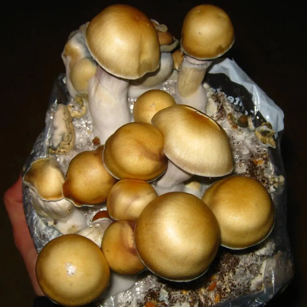 ESS Mushroom.  Mycotopia