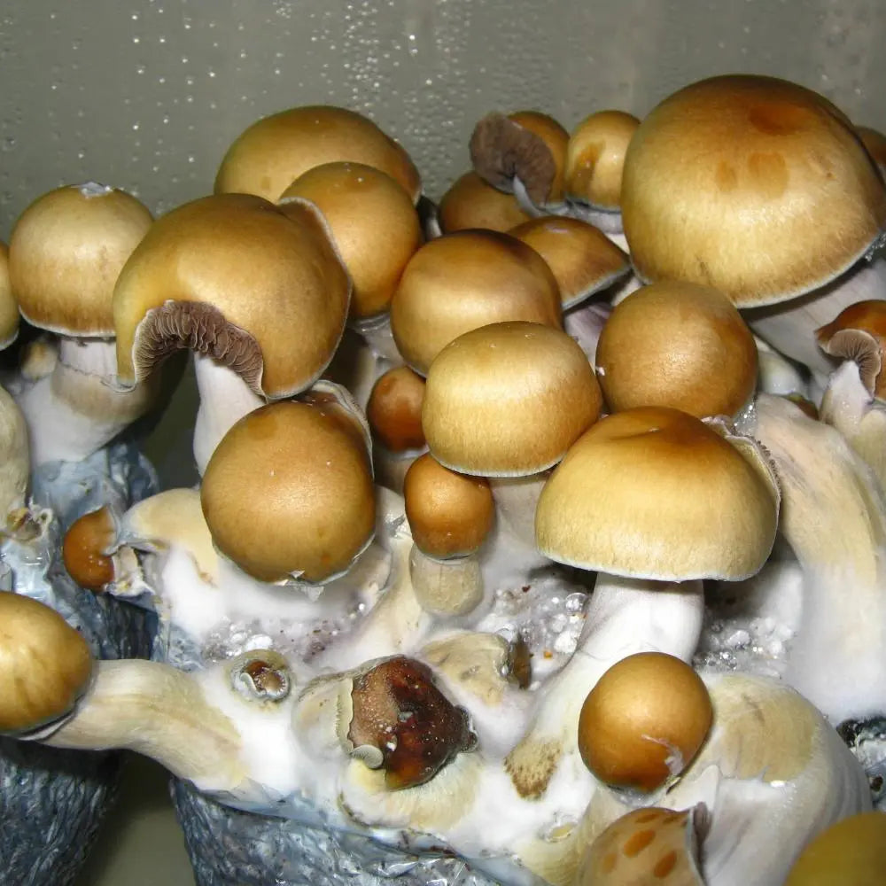 ESS Mushroom.  Mycotopia