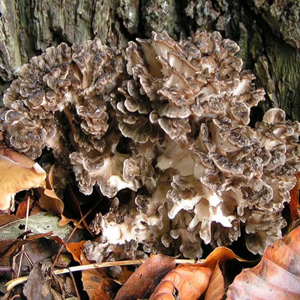 Dancing Hens Mushroom  Mycotopia