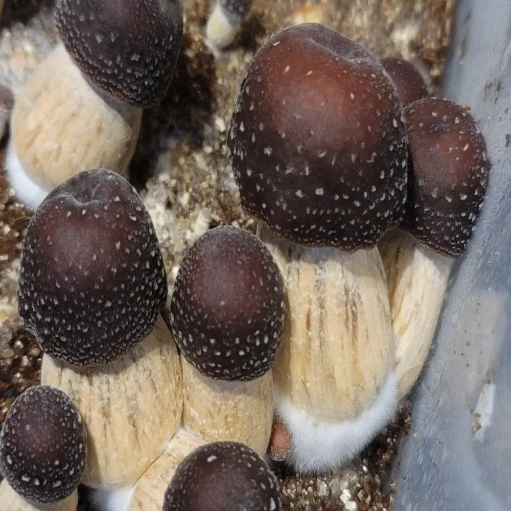 El Choco Mushroom.  Mycotopia