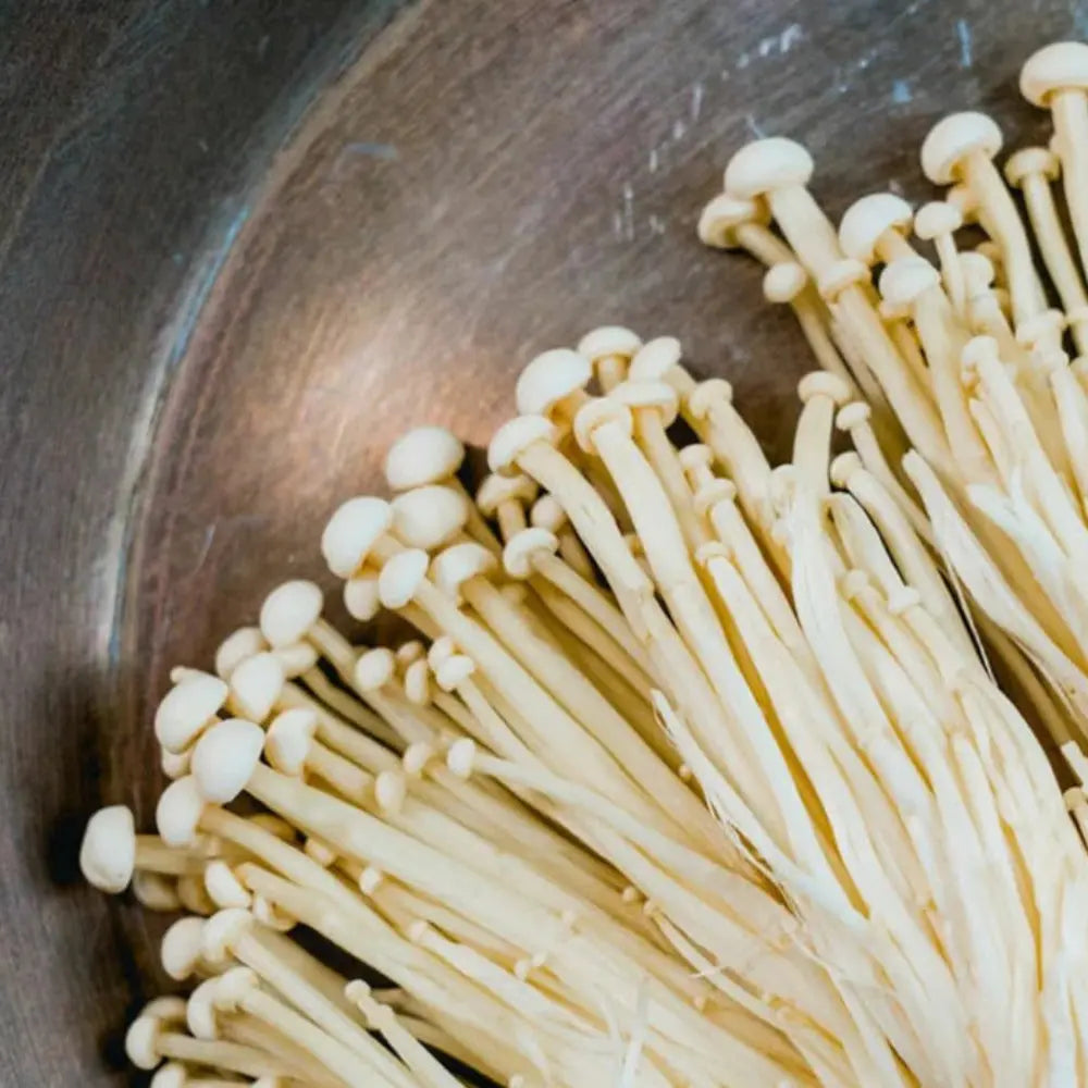 Enoki (white) Mushroom  Mycotopia