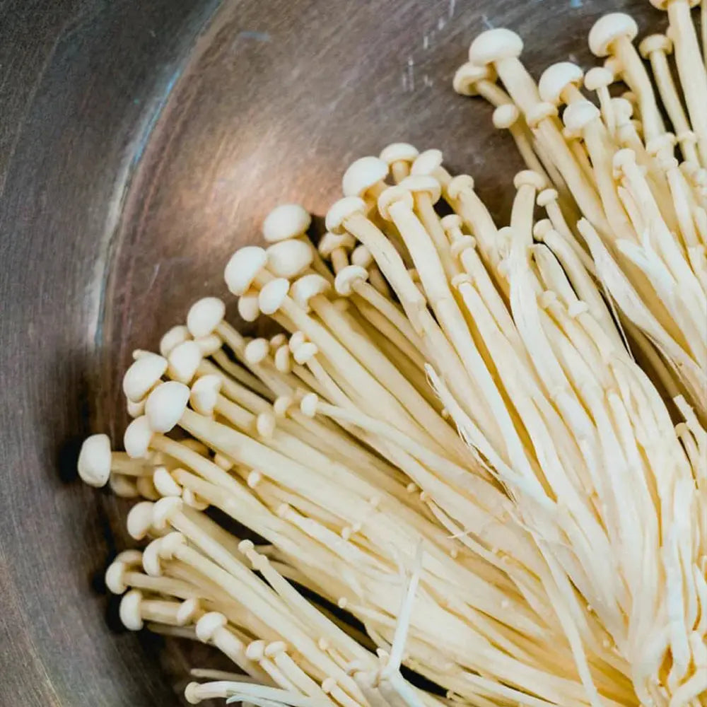 White Enoki Mushroom  Mycotopia