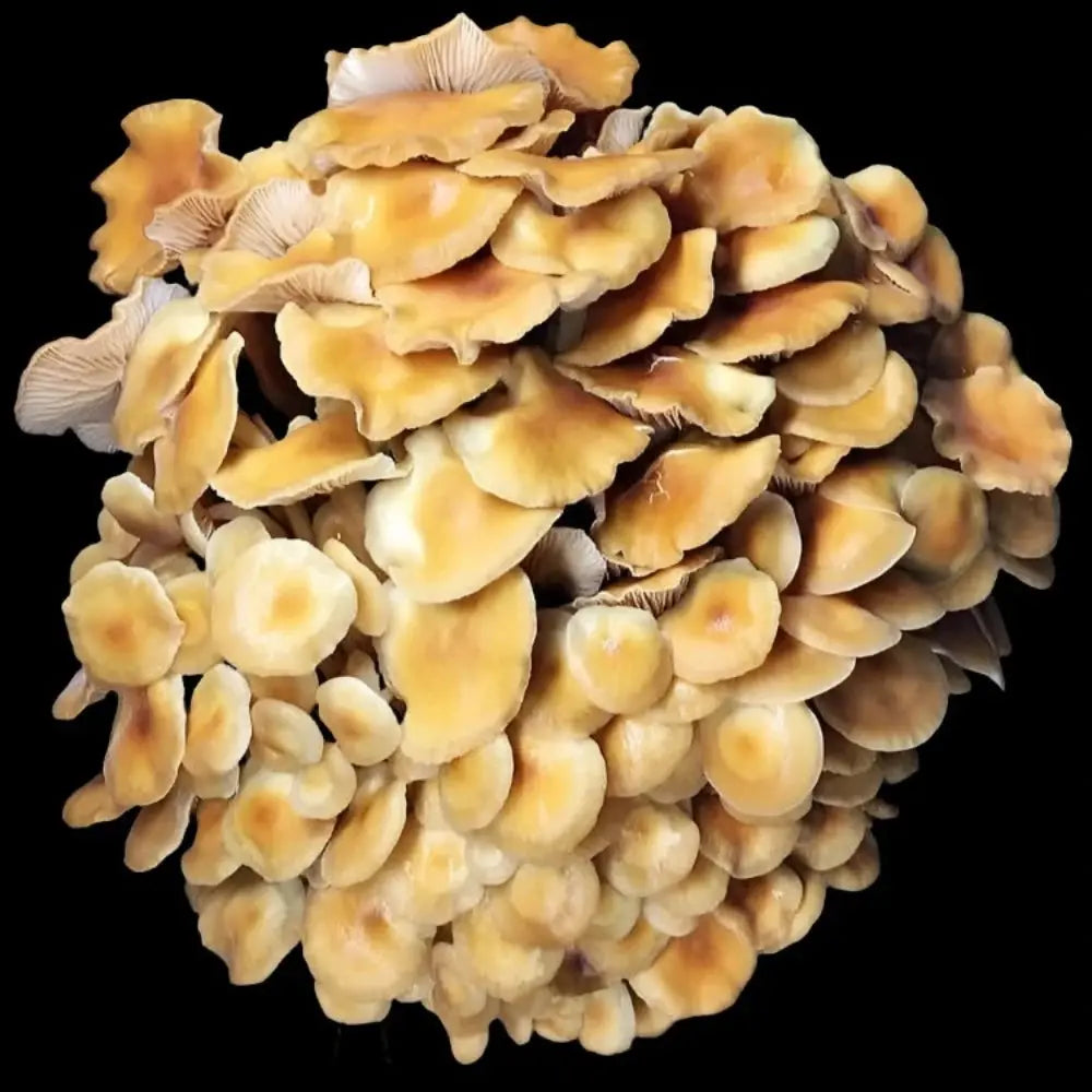 Enoki (wild strain) Mushroom.  Mycotopia