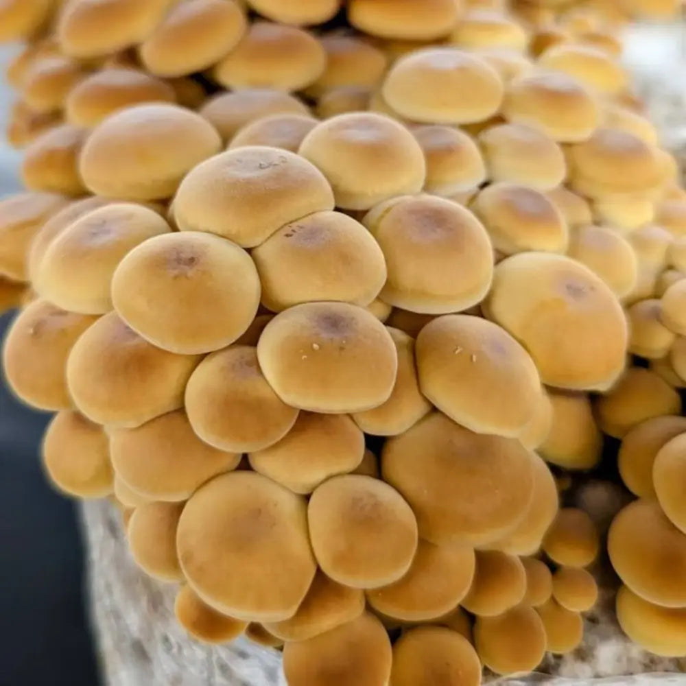 Enoki (Heat Tolerant) Mushroom.  Mycotopia