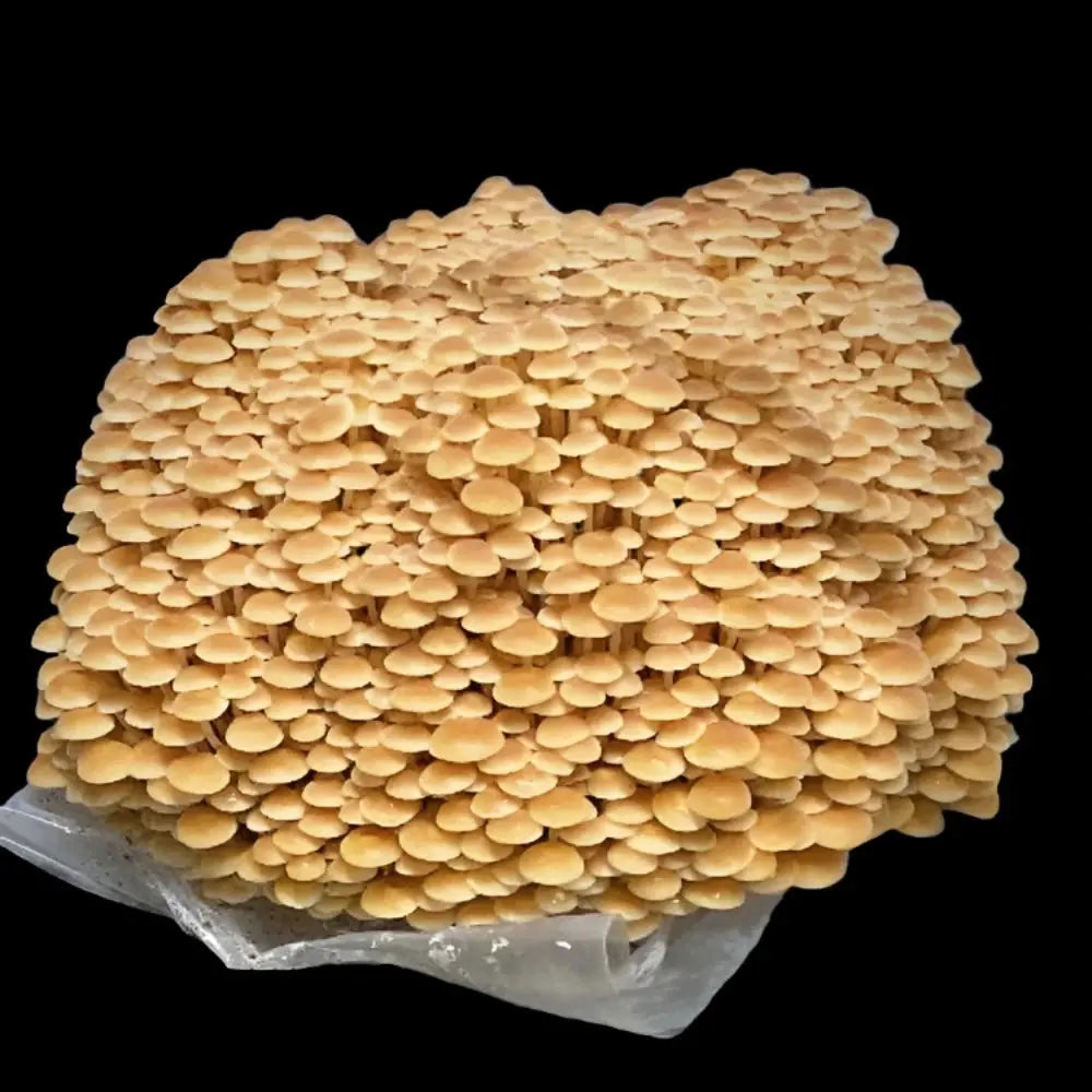 Enoki (wild strain) Mushroom.  Mycotopia