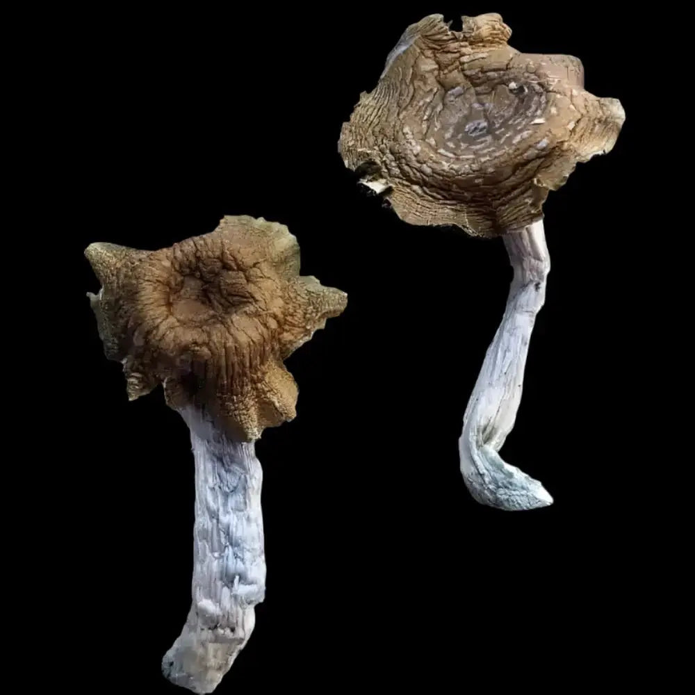 F+ Mushroom.  Mycotopia