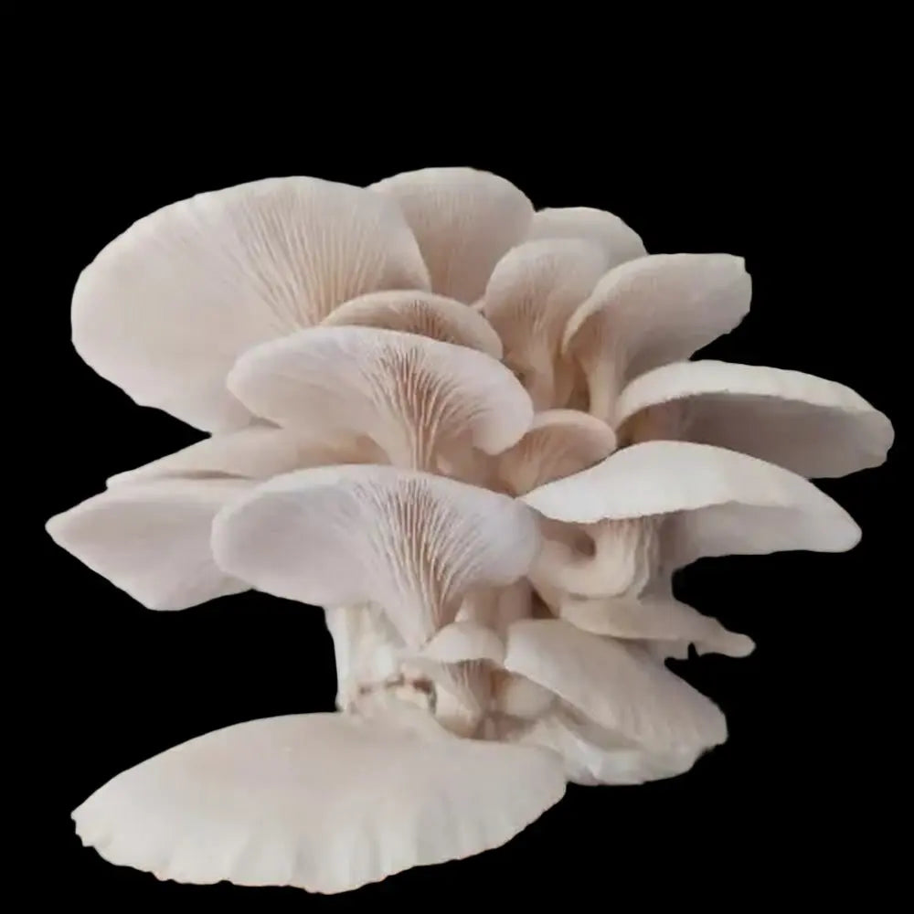 Snow White Oyster Mushroom  Mycotopia