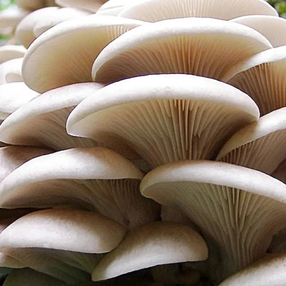 Florida Oyster Mushroom.  Mycotopia