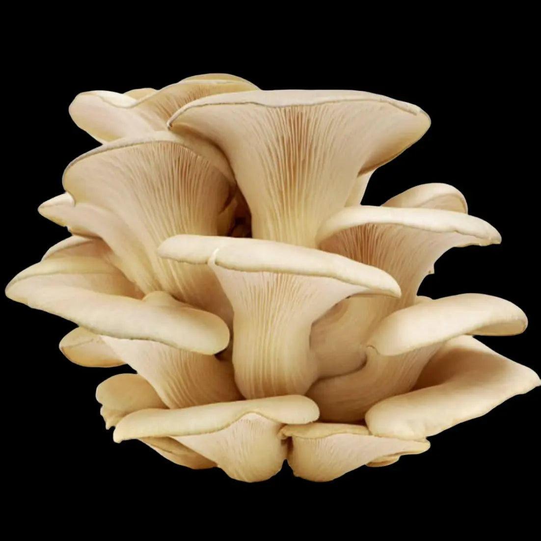 Florida Oyster Mushroom.  Mycotopia