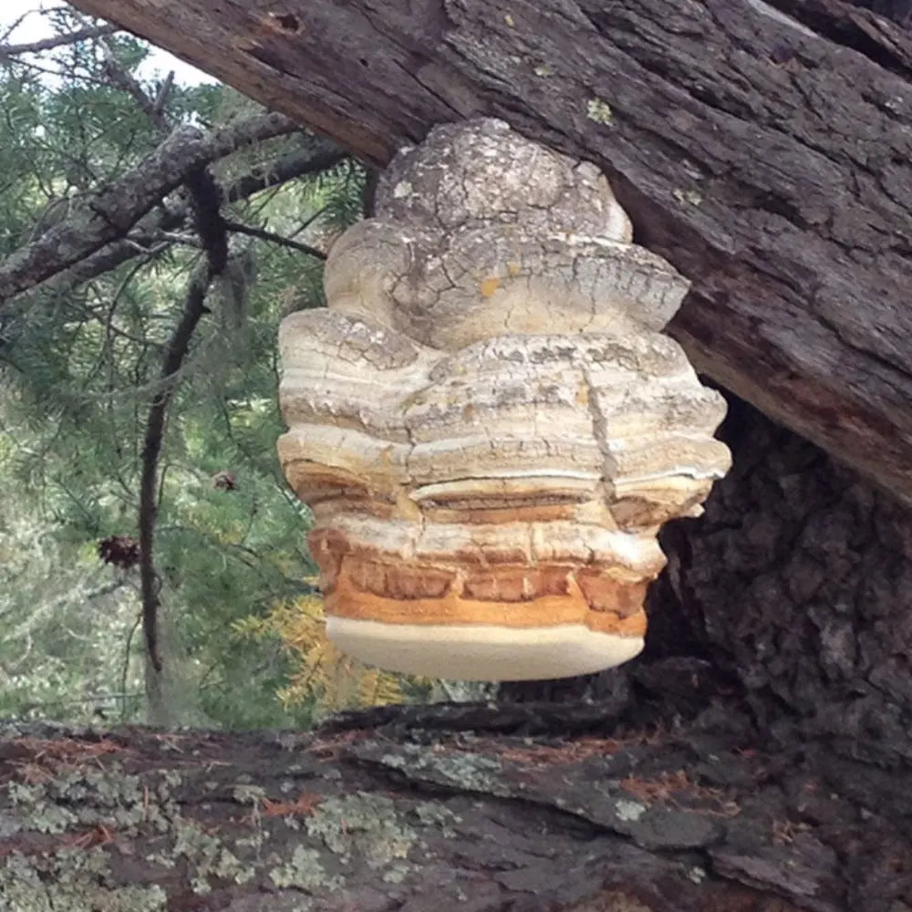 Agarikon Mushroom.  Mycotopia